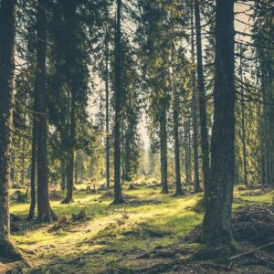 Wald als CO2 Kompensation