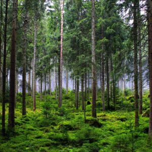 Wald als CO2 Kompensation